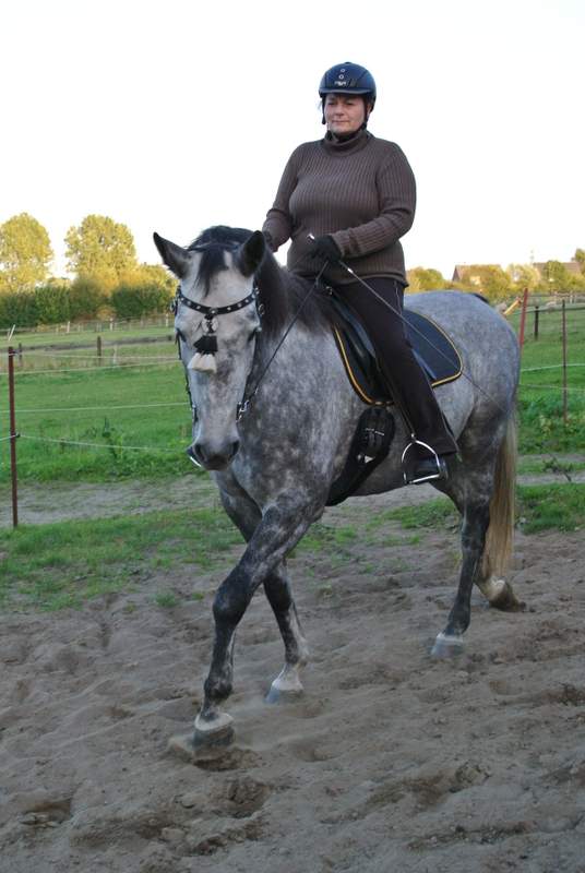 Bo, die ersten Schulter herein Versuche unter dem Sattel